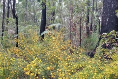 bush_dwellingup