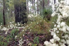 bush_walk_dwellingup