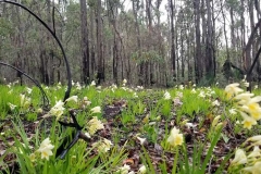 bush_walk_dwellingup2