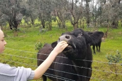caraholly_orchard