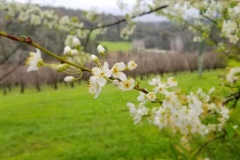 caraholly_orchard_dwellingup3
