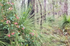 dwellingup_bushland2