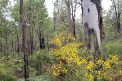 dwellingup_forest