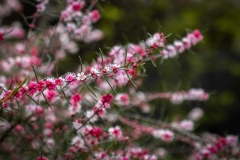 flowers2_dwellingup