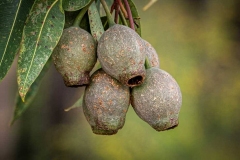 gumnuts_dwellingup