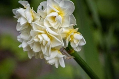 white_flower_detail_dewllingup