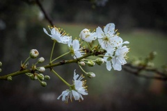 whiteflower_dwellingup