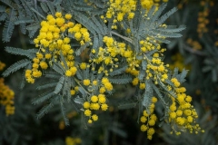 yellow_acacia_dwellingup