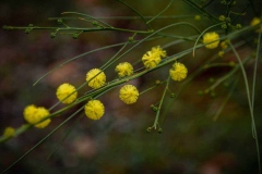 yellow_flower_dwellingup